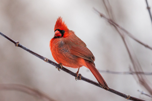 Northern Cardinal | Natural Beauty | Silky Bokeh II