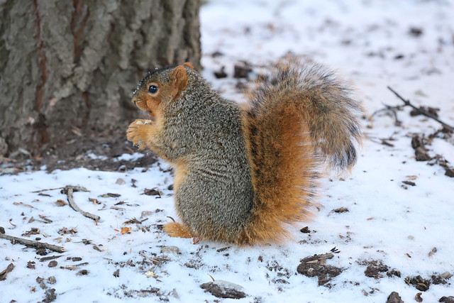 Fox Squirrels on a Squirrel Appreciation Day in Ann Arbor at the University of Michigan - January 21st, 2021