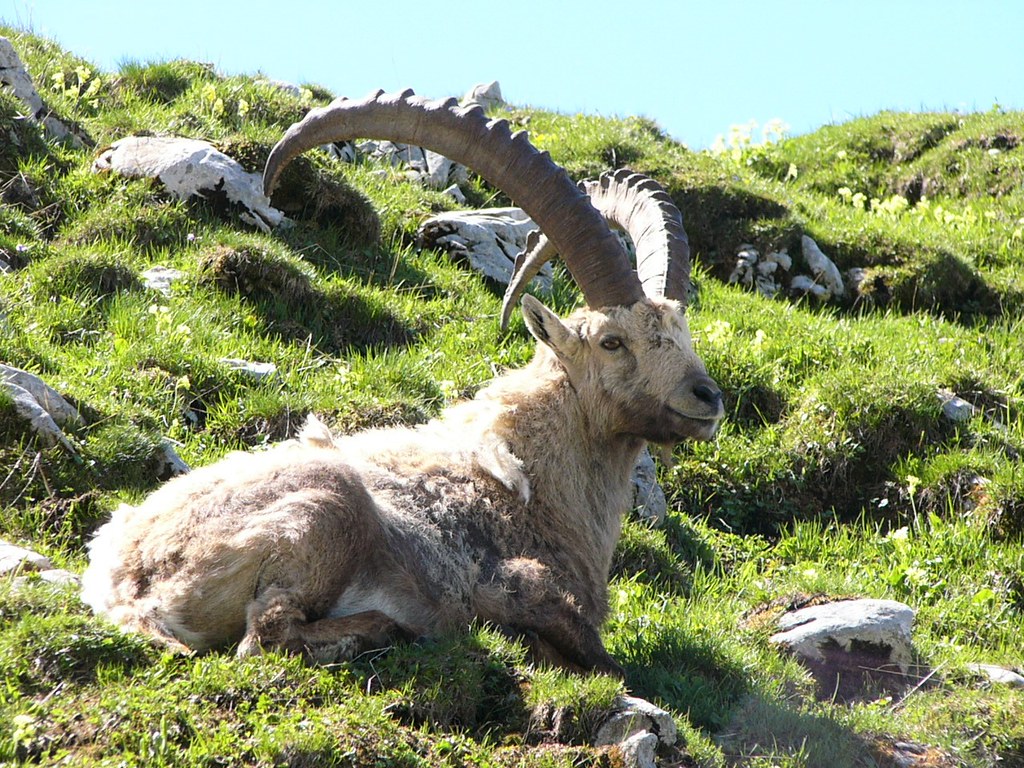 06.09.04.Bouquetin des Alpes - The Alpine Ibex