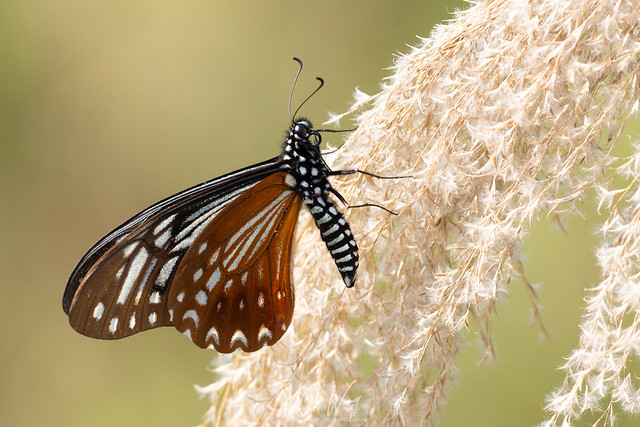 Tawny Mime (Papilio agestor) 褐斑鳳蝶