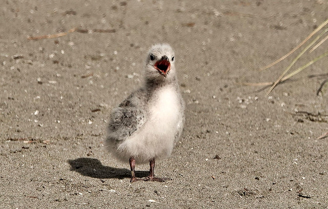 White-fronted tern chick....