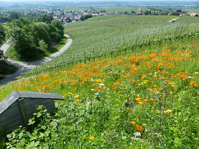 Ortenauer Weinwanderweg