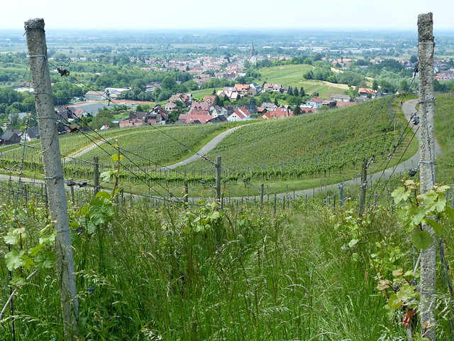 Ortenauer Weinwanderweg