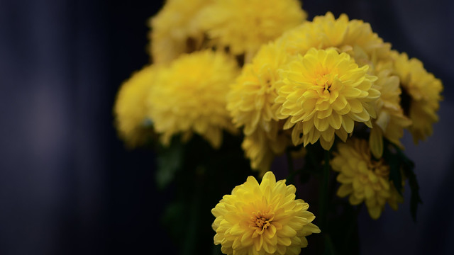 Chrysanthemum, சாமந்திப்பூ