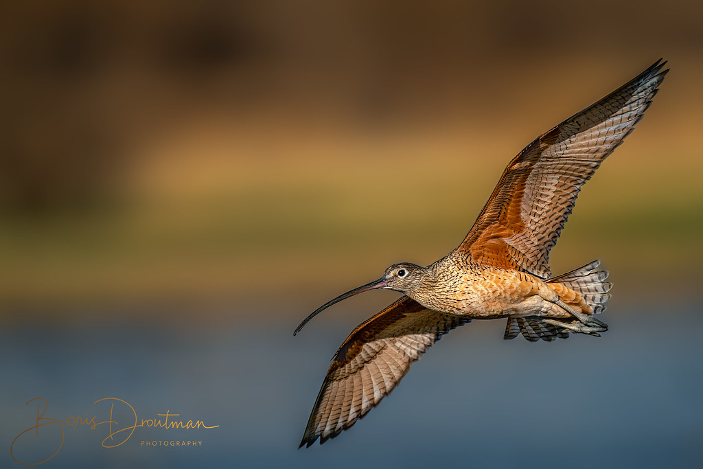 Long-billed curlew in the warm pre-sunset light
