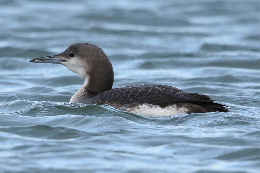 34 Species of Black and White Bird Names (ID, Photos) - Black-throated Diver (Gavia arctica)