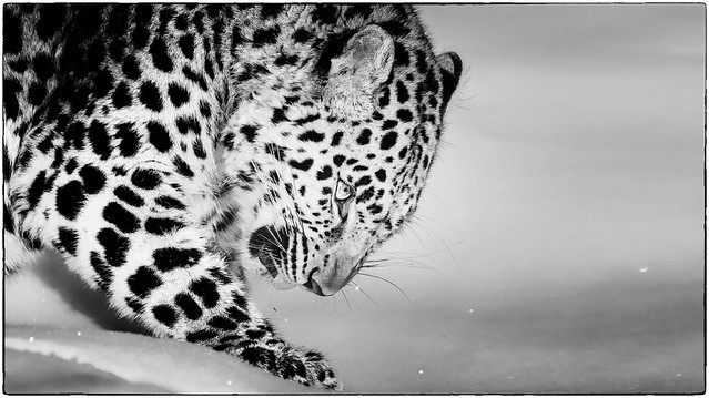 amur leopard (bw)