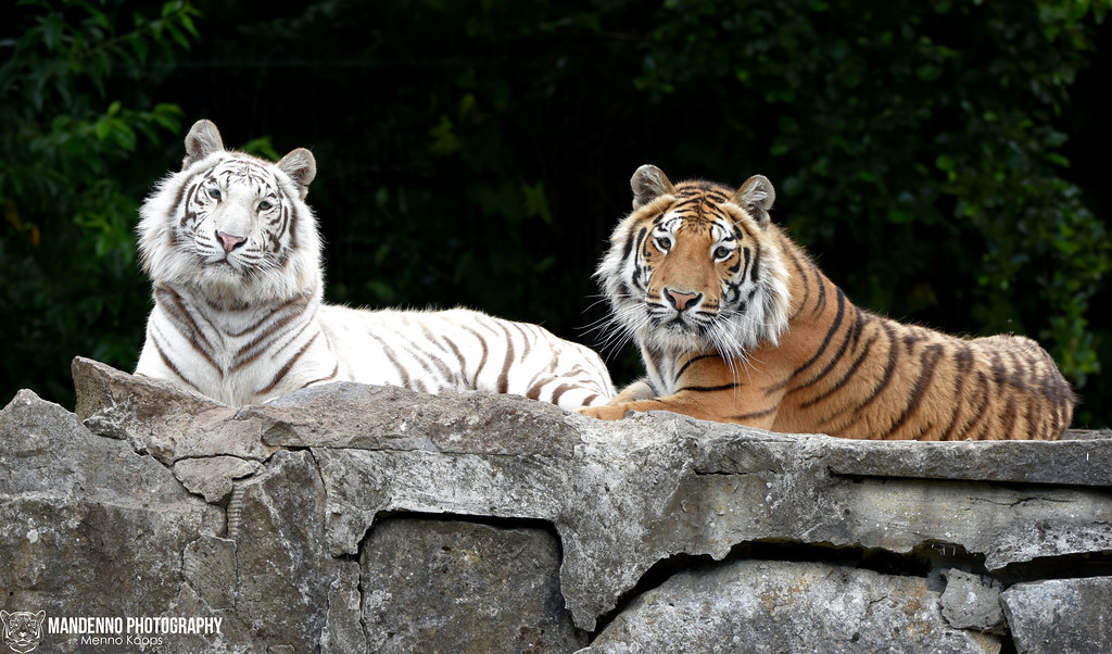Bengal tigers - Pakawipark