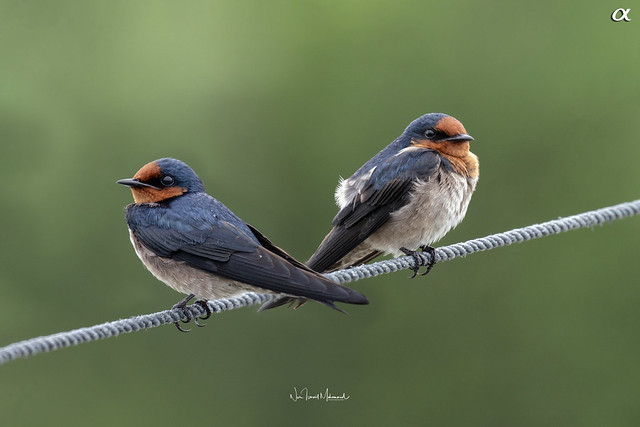Pacific swallow (Lifer #127)
