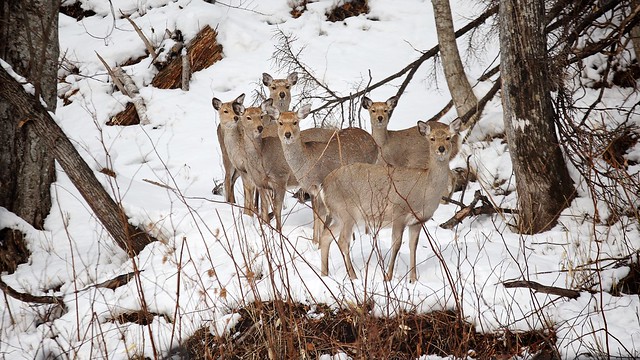 Wild Yezo sika deers.
