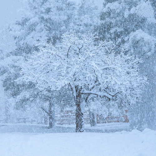 bigvern canon 7dii cold tree snow colorado winter landscape storm blizzard blue