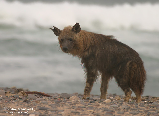 Brown Hyena hunting on a beach 104_0405_RJ
