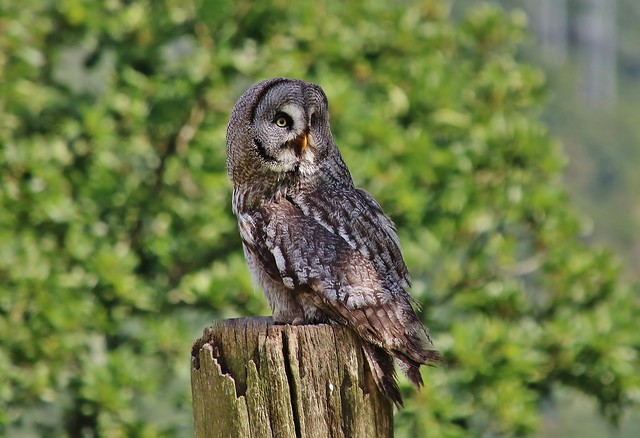 Strix nebulosa - Great Gray Owl