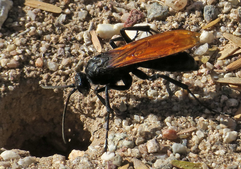 Tarantula Hawk, Hemipepsis sp., Tohono Chul Park, Tucson