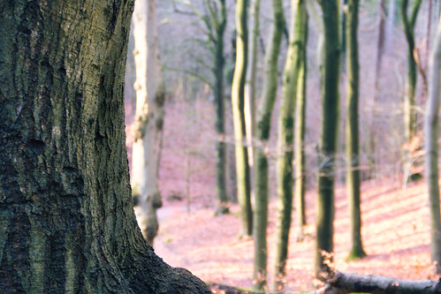 in the woods | by Ma.NeverStopExploring