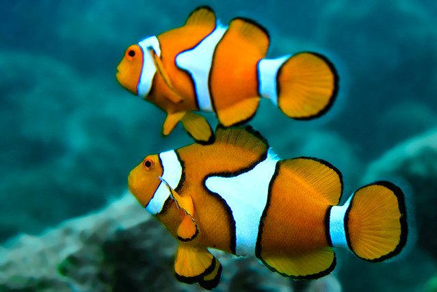 Nemo at reef 13-022