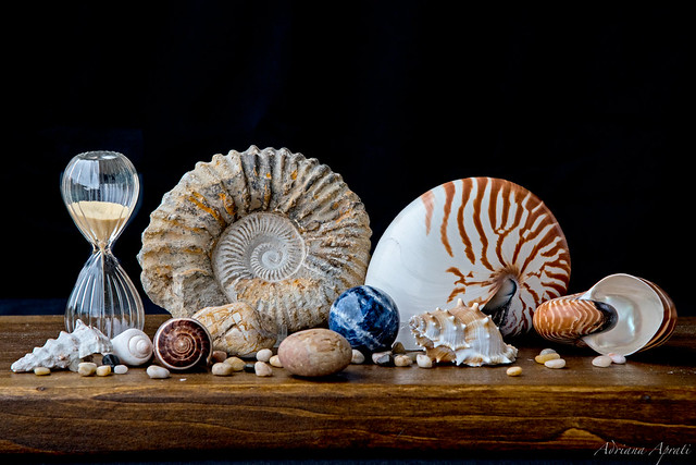 Still life con Ammonite fossile e Nautilus (Explored 23/1/2021)