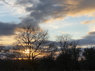 Trees against the sunset