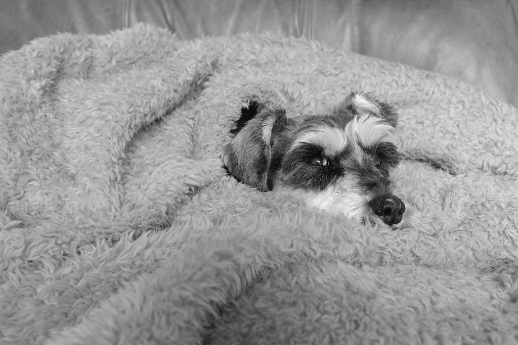Just a Miniature Schnauzer in a furry blanket (23/365)