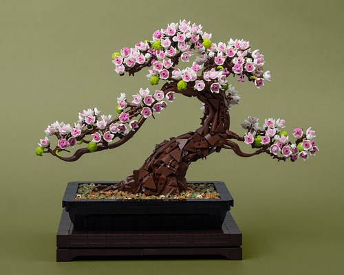 桜盆栽 (Sakura Bonsai)