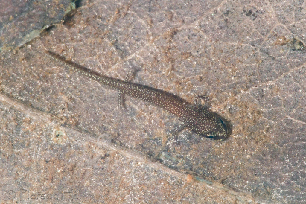 Hillis's Dwarf Salamander (Eurycea hillisi)