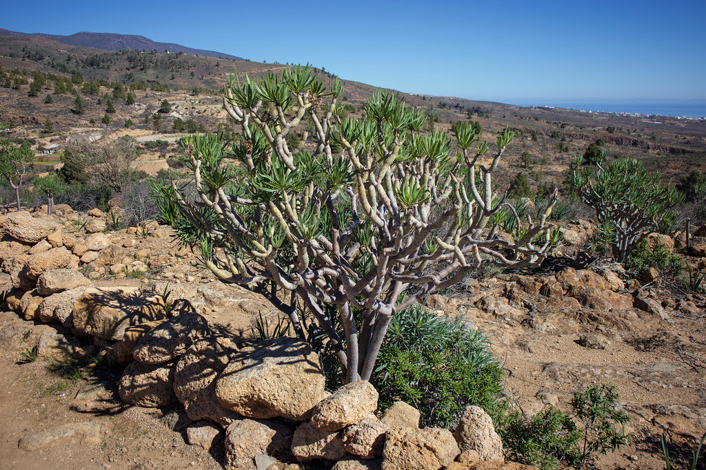 Planta verode en Tenerife