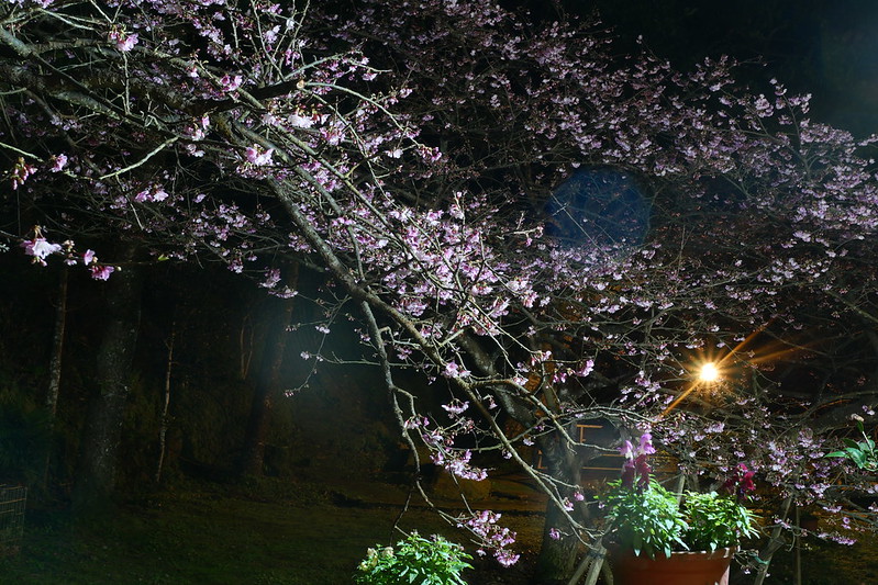 三峽櫻花林秘境 夜櫻之美