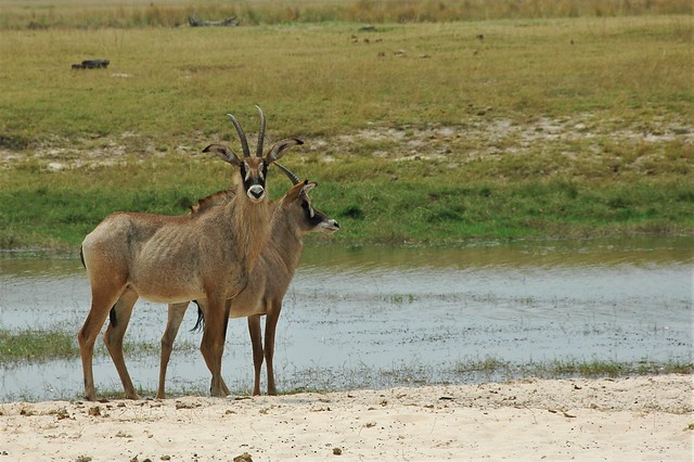 Roan antelopes - Botswana
