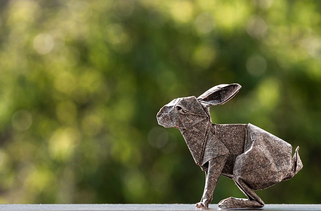 Hare (rabbit) - Ronald Koh