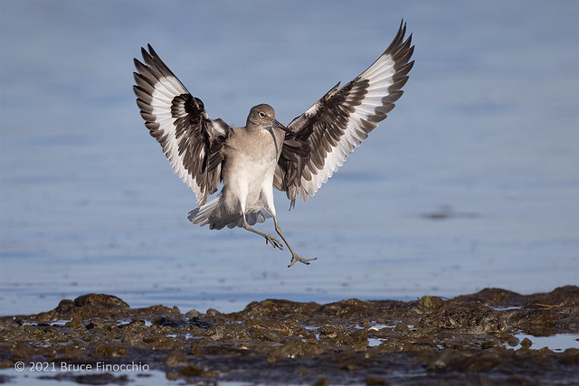 A Willet In Landing Position Wings Out And Legs Down Over The Mudflats