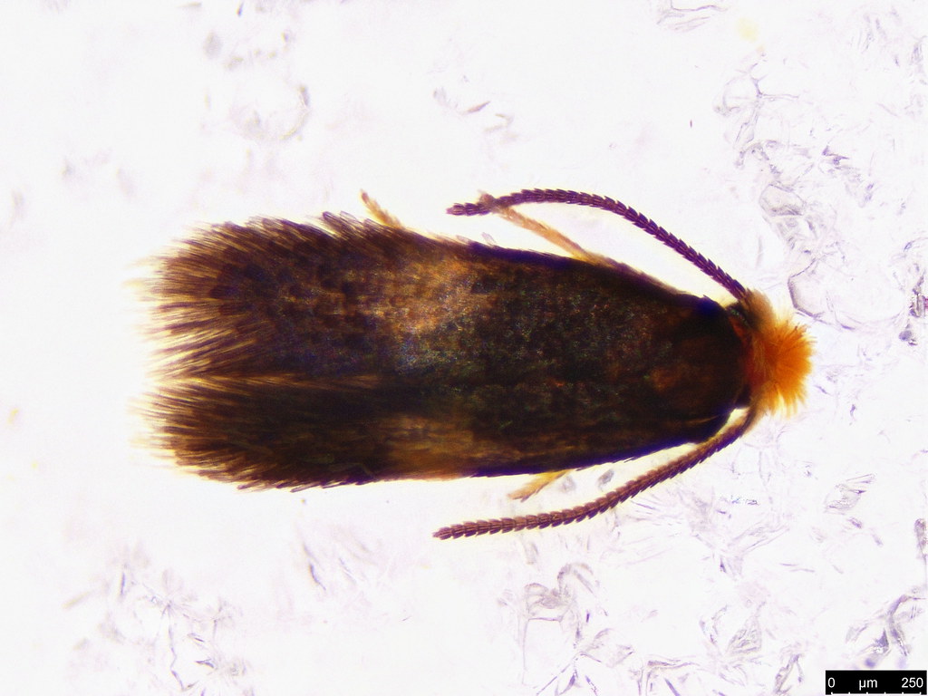 18a - Nepticulidae sp.