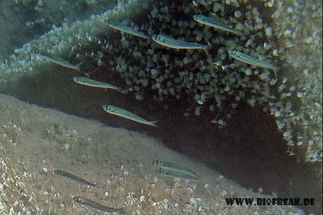 Kleiner Ährenfisch - Atherina boyeri (Schwarm)