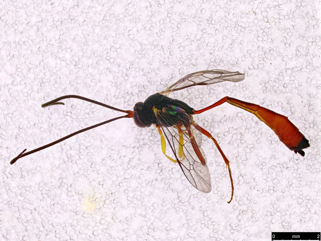 34 - Ichneumonidae sp.