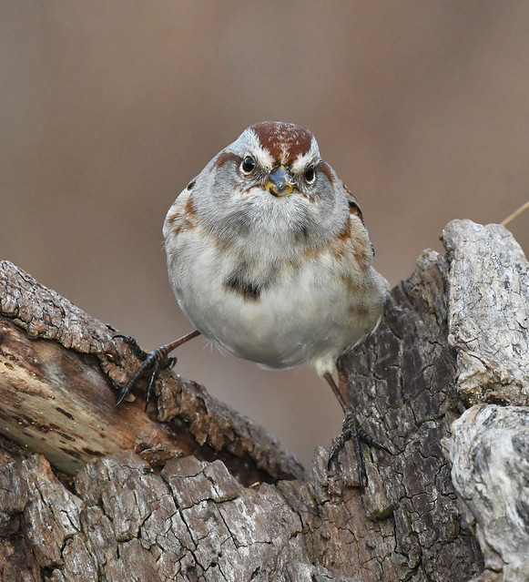 American Tree Sparrow - Spizella arborea