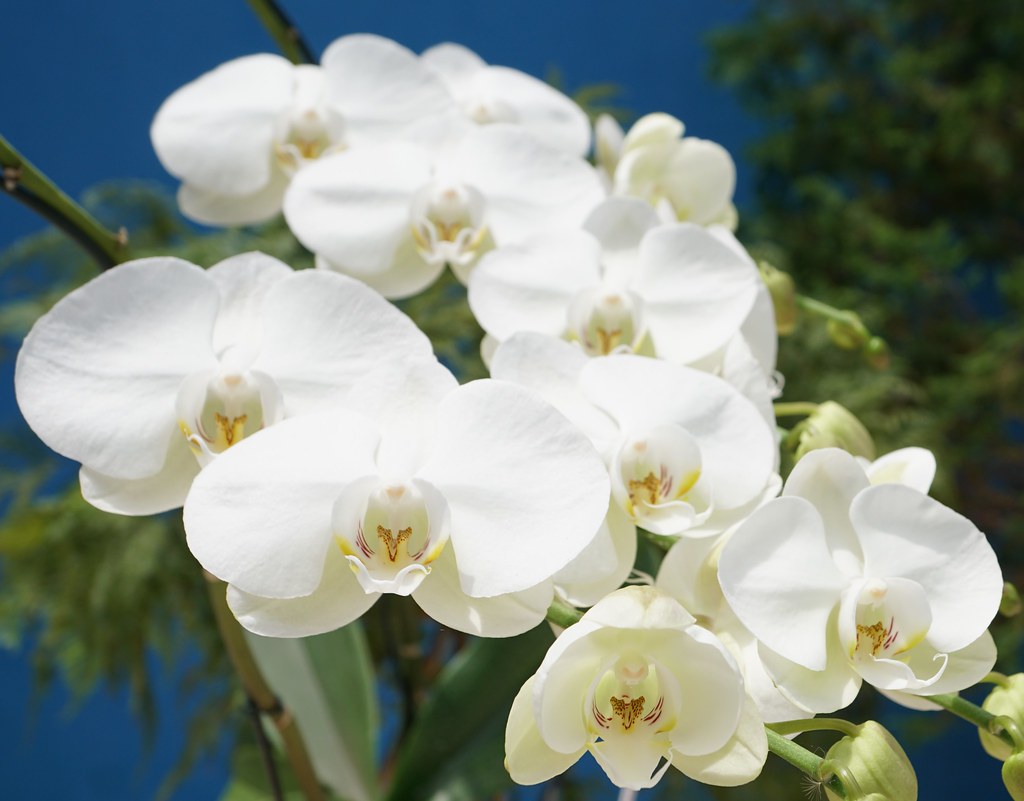 White Large 'Phalaenopsis amabilis' Orchid at home.