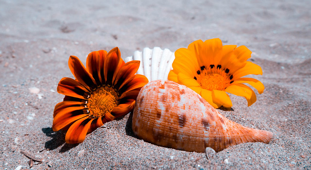 Shells and daisies
