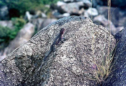 agamalizard agamamwanzae saananenationalpark mwanza tanzania 1972 africa lizard