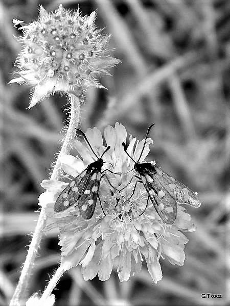 DSCF2751-N&B-Petits papillons sur une fleur sauvage