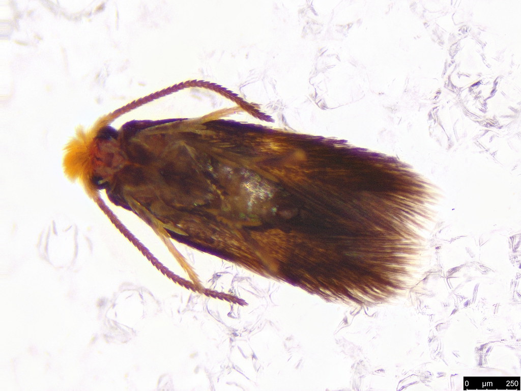 18b - Nepticulidae sp.