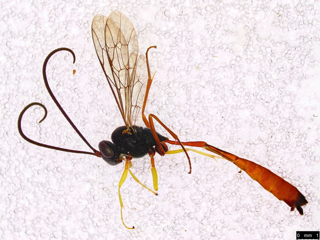 33a - Ichneumonidae sp.