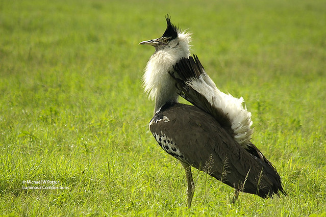 Kori Bustard with tail over back