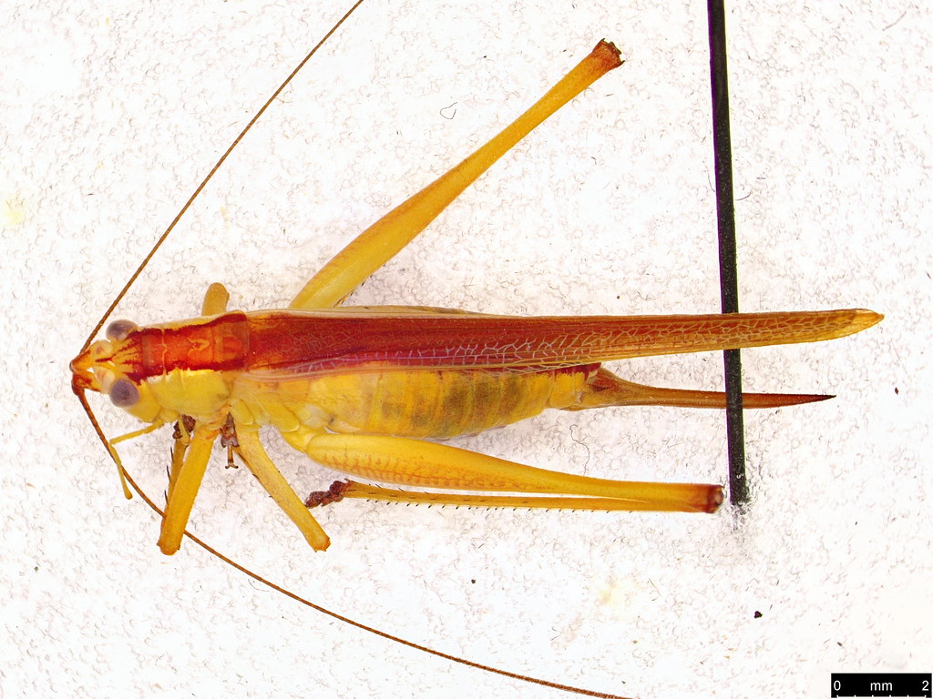 20b -Tettigoniidae sp.