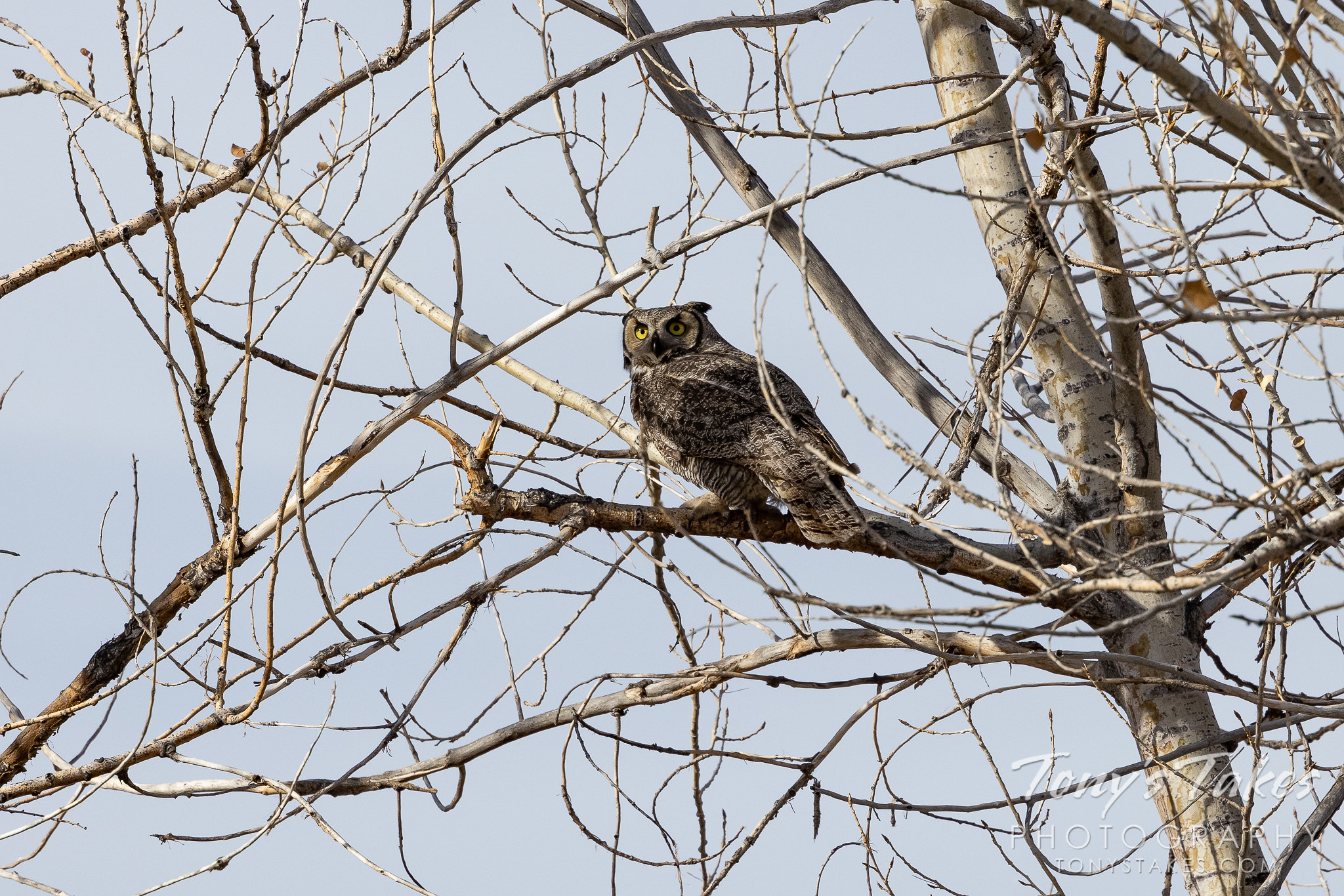 A great horned owl debates where to hide after a dog disturbed its slumber. (Tony's Takes)