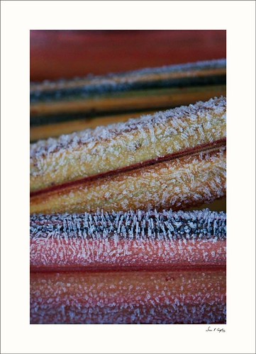 Cold Cordyline Colours | by Simon Caplan