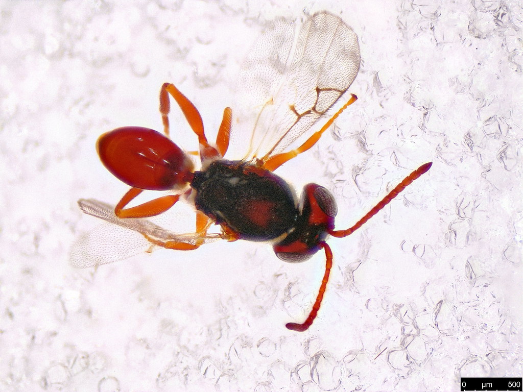 49b - Hymenoptera sp.