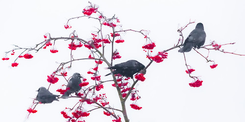 winter scene | by iwona.kilichowska