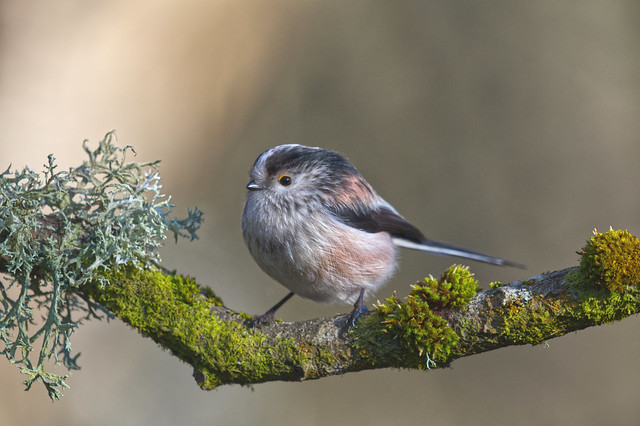 ~ Long-tailed tit ~