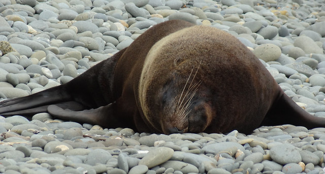 Seal ( Sleepyhead)