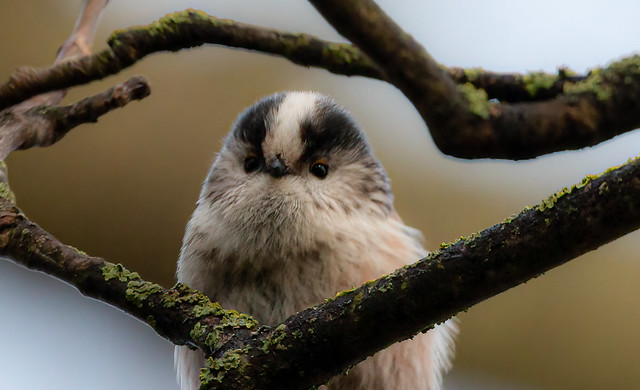 Long Tailed Tit.....Boo
