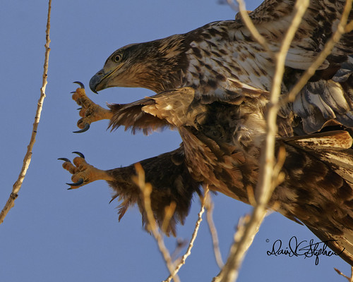 Juvenile Bald Eagle Landing On Tiny Branch | by dcstep